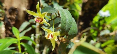 植物醫(yī)生傾情呈獻(xiàn)，石斛蘭面膜帶你共赴高山秘境